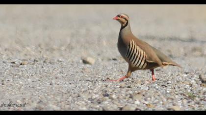 Chukar Partridge