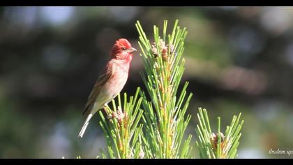 Common Rosefinch