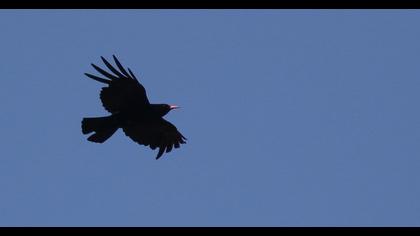 Red-billed Chough