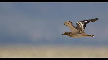 Eurasian Stone-curlew