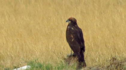 Western Marsh Harrier