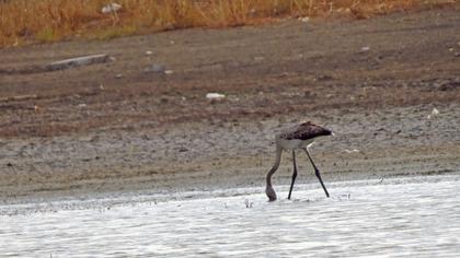 Greater Flamingo