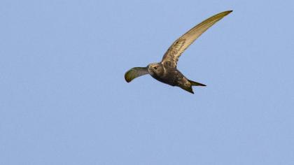Common Swift