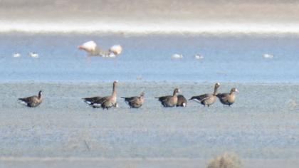 Greater White-fronted Goose