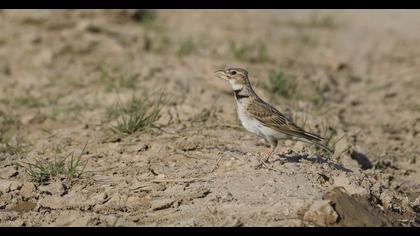 Calandra Lark