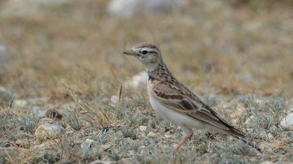 Greater Short-toed Lark