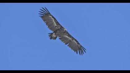 Cinereous Vulture
