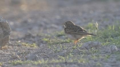 Greater Short-toed Lark
