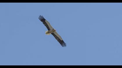 Egyptian Vulture
