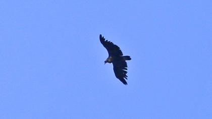 Cinereous Vulture
