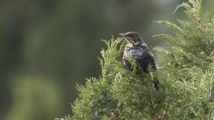 Ring Ouzel