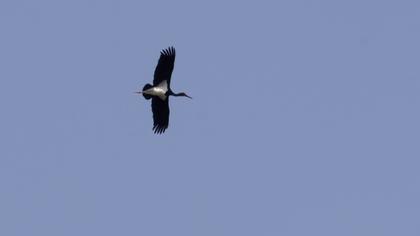Black Stork