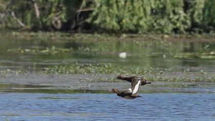 Ferruginous Duck