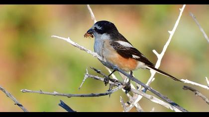 Masked Shrike