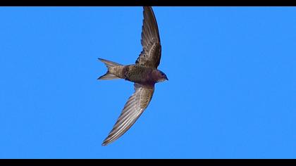 Pallid Swift