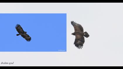 Greater Spotted Eagle