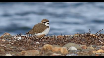 Kentish Plover