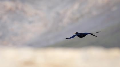 Alpine Chough