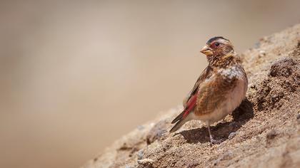 Eurasian Crimson-winged Finch