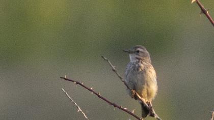 Water Pipit