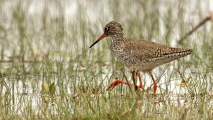 Common Redshank