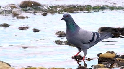 Rock Dove
