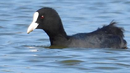Eurasian Coot