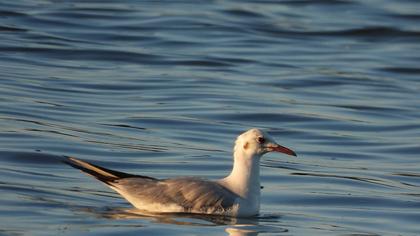 Black-headed Gull