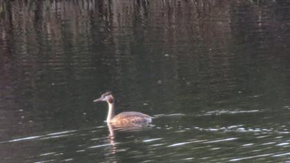 Great Crested Grebe