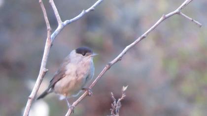 Eurasian Blackcap