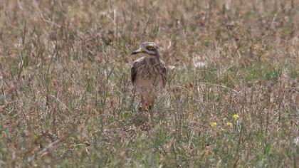 Eurasian Stone-curlew