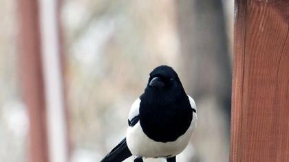 Eurasian Magpie