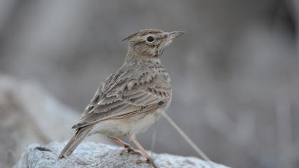 Crested Lark