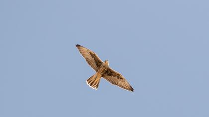 Saker Falcon