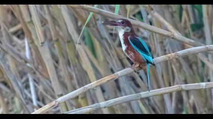 White-throated Kingfisher