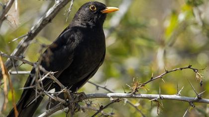 Common Blackbird