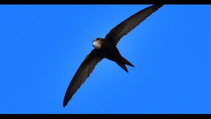 Common Swift