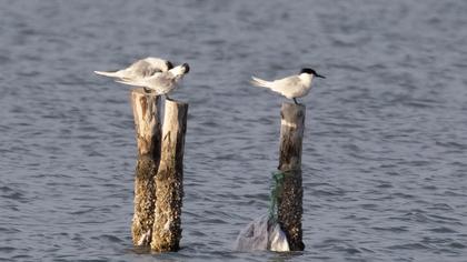 Sandwich Tern