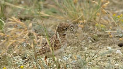 Greater Short-toed Lark