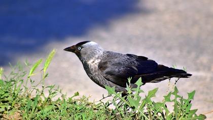Western Jackdaw