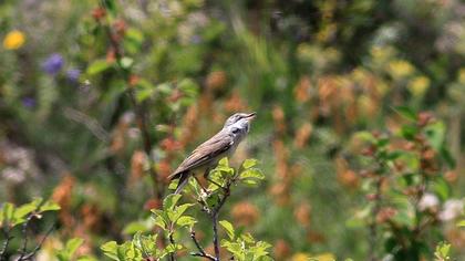 Common Whitethroat