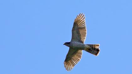 Northern Goshawk