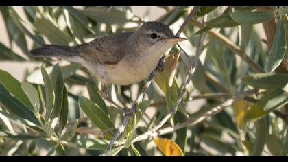 Olive-tree Warbler