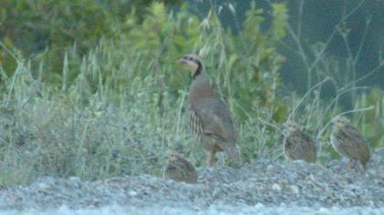 Chukar Partridge