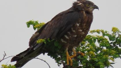 European Honey Buzzard