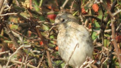 European Goldfinch