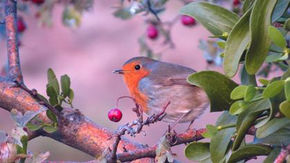 European Robin