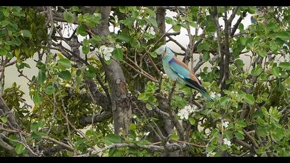European Roller