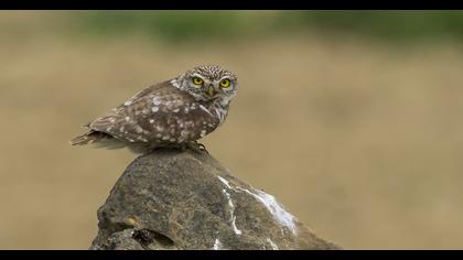 Little Owl