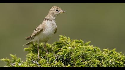 Greater Short-toed Lark